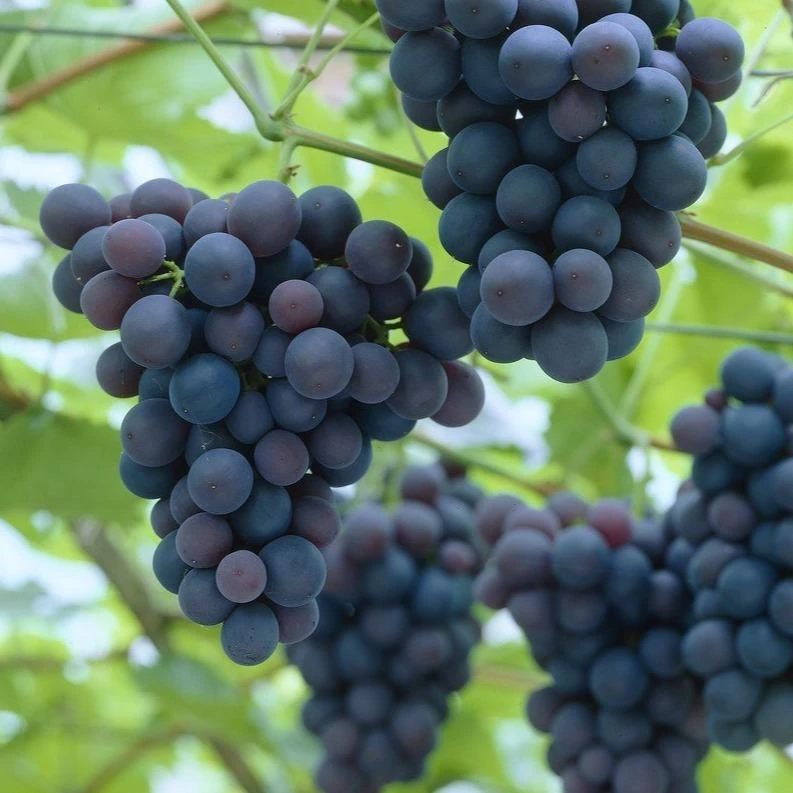'Black Hamburgh' Indoor Grape Vine - Image 3