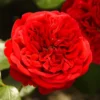 'Deep Love' Climbing Rose