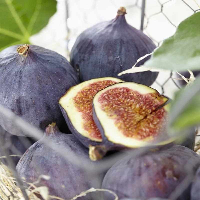 UK Hardy Fig Tree | 'Brown Turkey' - Image 3