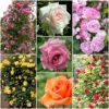 Repeat Flowering Climbing Rose Collection