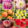 Premium Dahlia Plants Collection