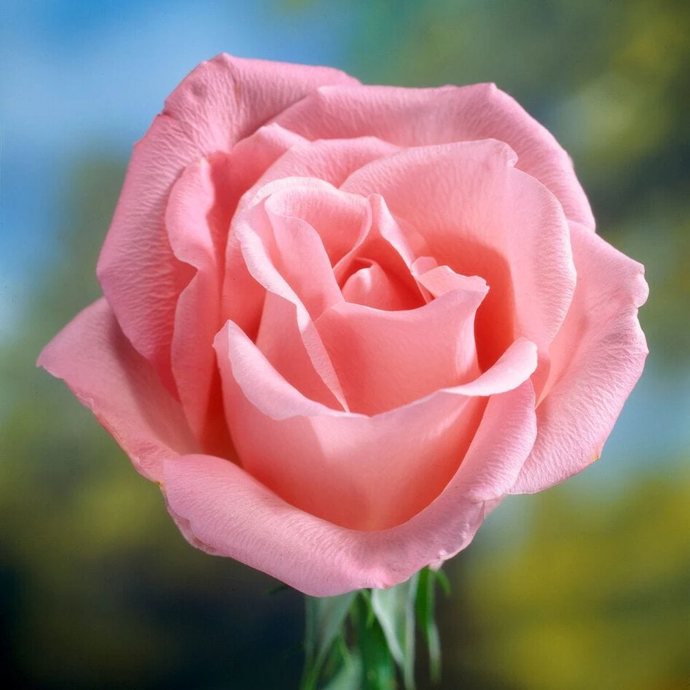 'Saphir' Shrub Rose - Image 3