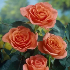 'Lambada' Shrub Rose