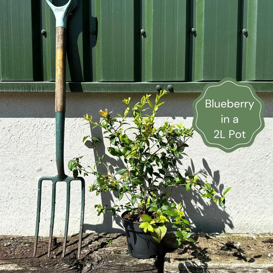 Herbert Blueberry Bush - Image 2