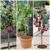 Award Winning Patio Fruit Tree Collection | Cherry, Pear & Plum | Growers' Choice