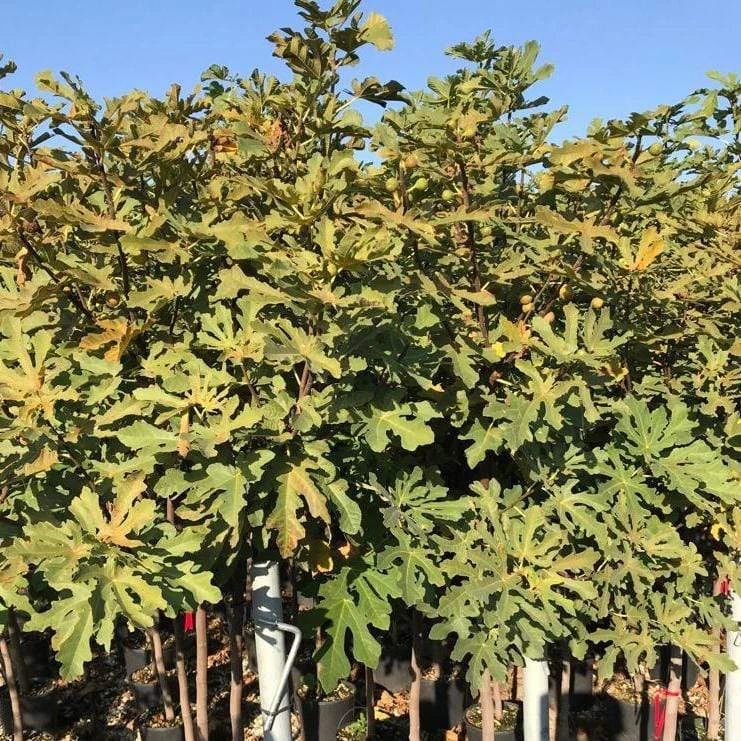 Ice Crystal Fig Tree - Image 2