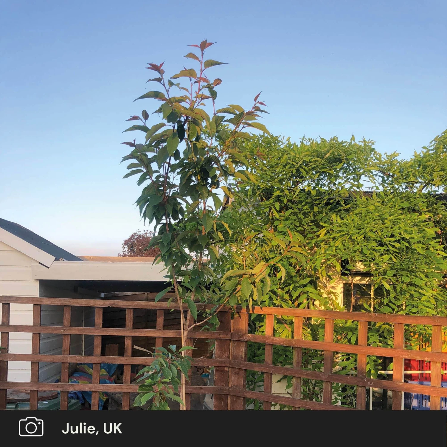 Japanese Cherry Blossom Tree | Prunus Serrulata 'Kanzan' - Image 10