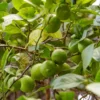 Lime Tree | Lime Of Tahiti | Grafted Mini-Stem