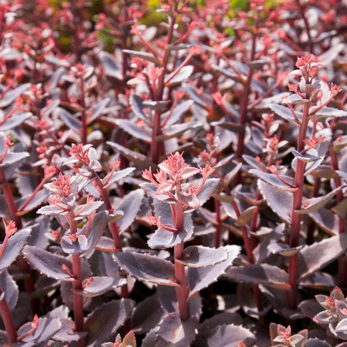 Sedum 'Chocolate Cherry'
