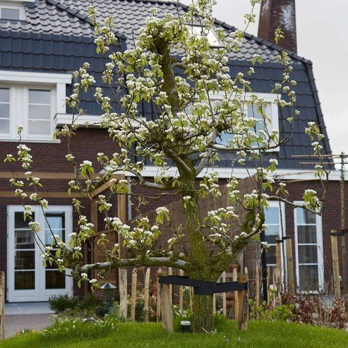 Conference Pear Tree - Image 5