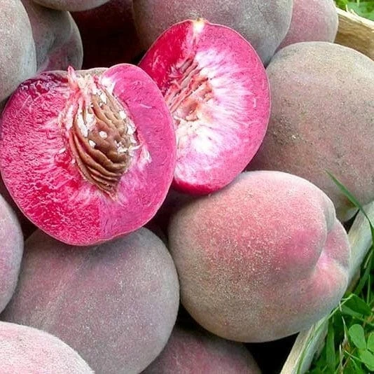 'Peche De Vigne' Bloody Peach Tree - Image 2