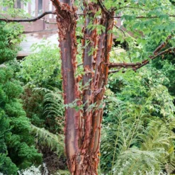 Paperbark Maple Tree | Acer Griseum