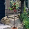 Victoria Patio Plum Tree