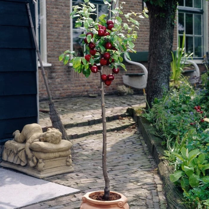 Victoria Patio Plum Tree