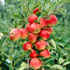 'Queen Cox' Apple Tree