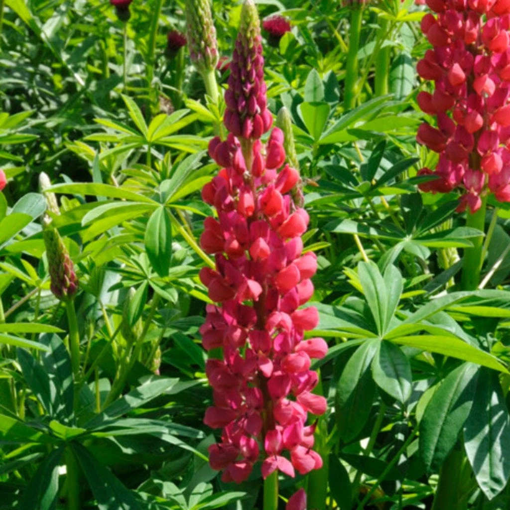 Lupin West Country Red Rum - Image 3