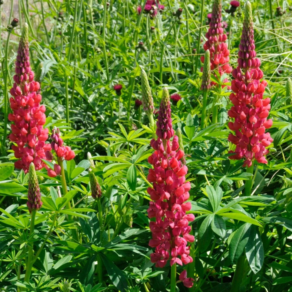 Lupin West Country Red Rum - Image 2