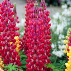 Lupin West Country Red Rum