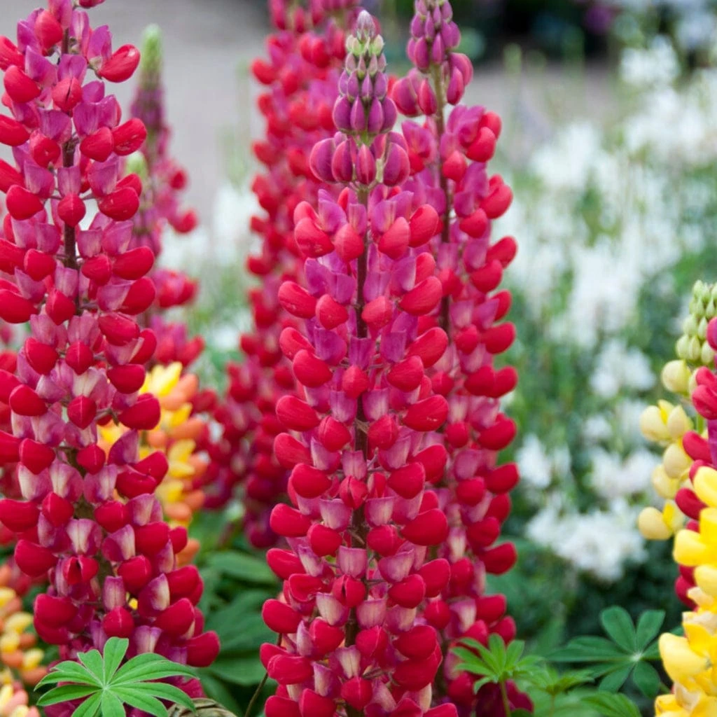 Lupin West Country Red Rum