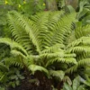 Tassel Fern | Polystichum Polyblepharum
