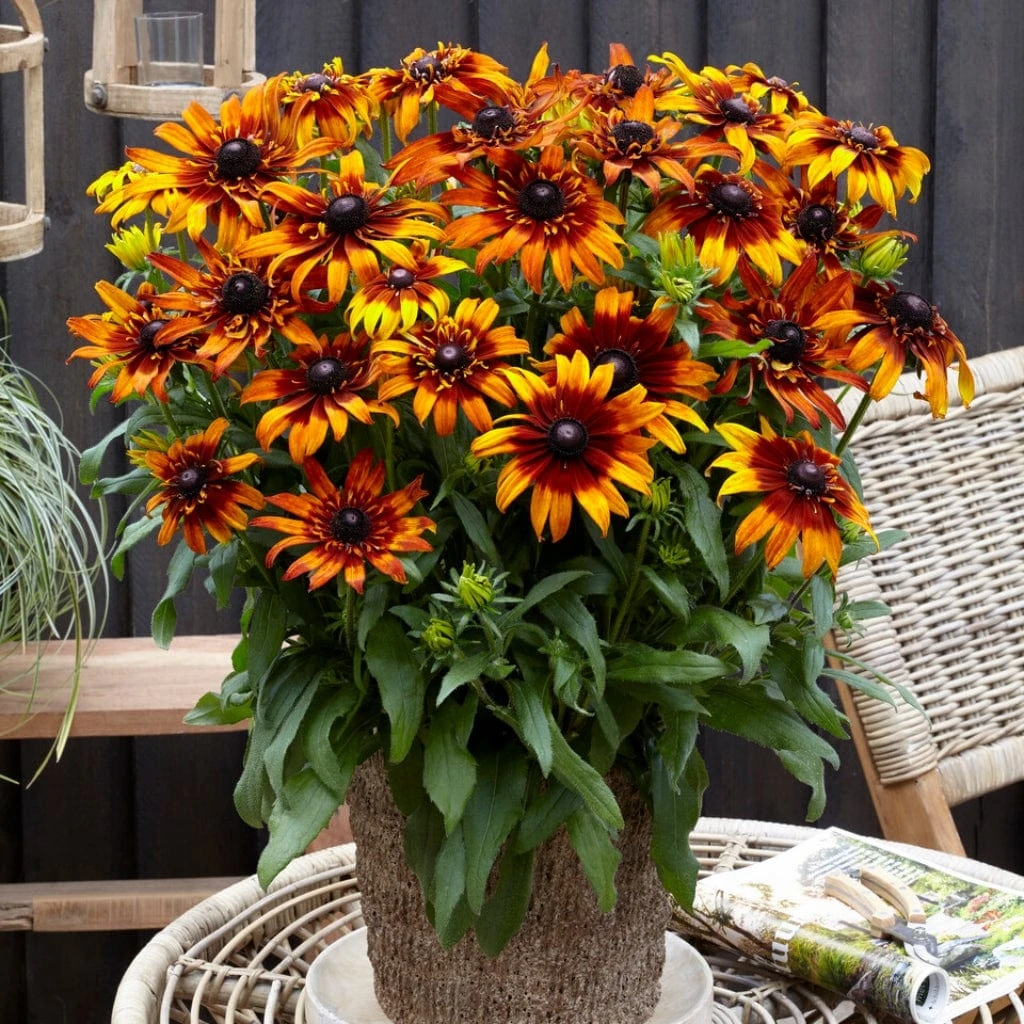 Rudbeckia 'Summerina Fringle Fudge'