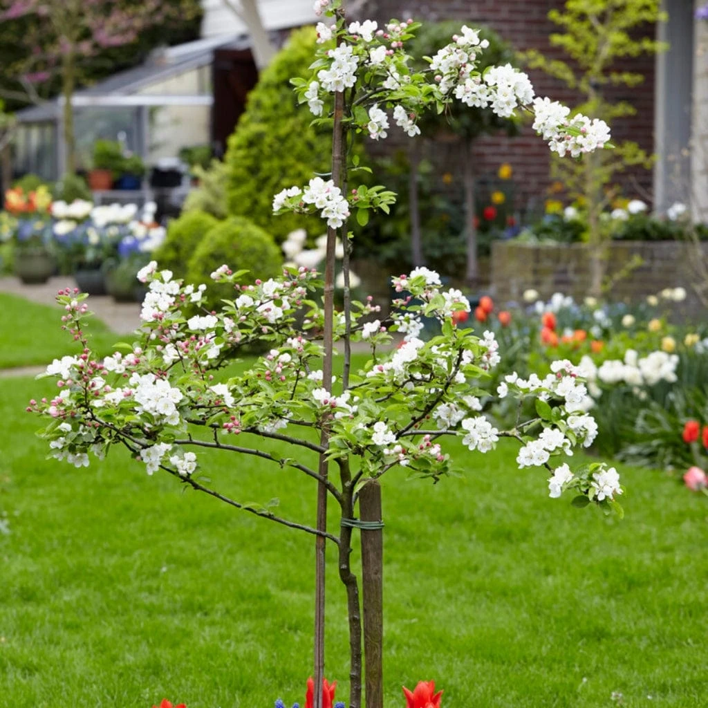 Scrumptious® Apple Tree - Image 4