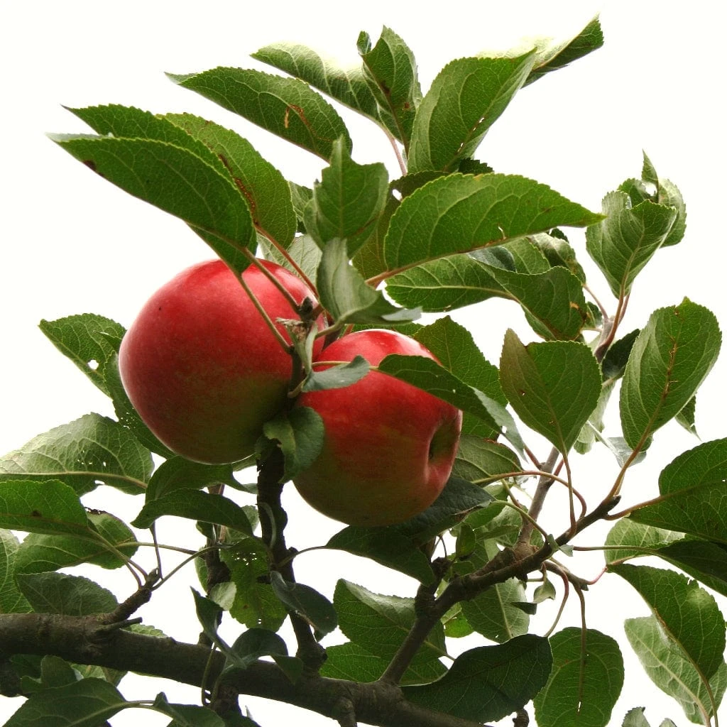 Scrumptious® Apple Tree - Image 7
