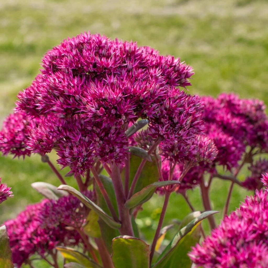 Sedum 'Class Act' - Image 2