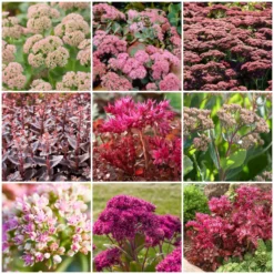 Ultimate Sedum Collection