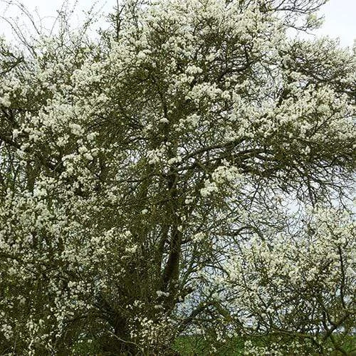 Shropshire Prune Damson Tree - Image 2