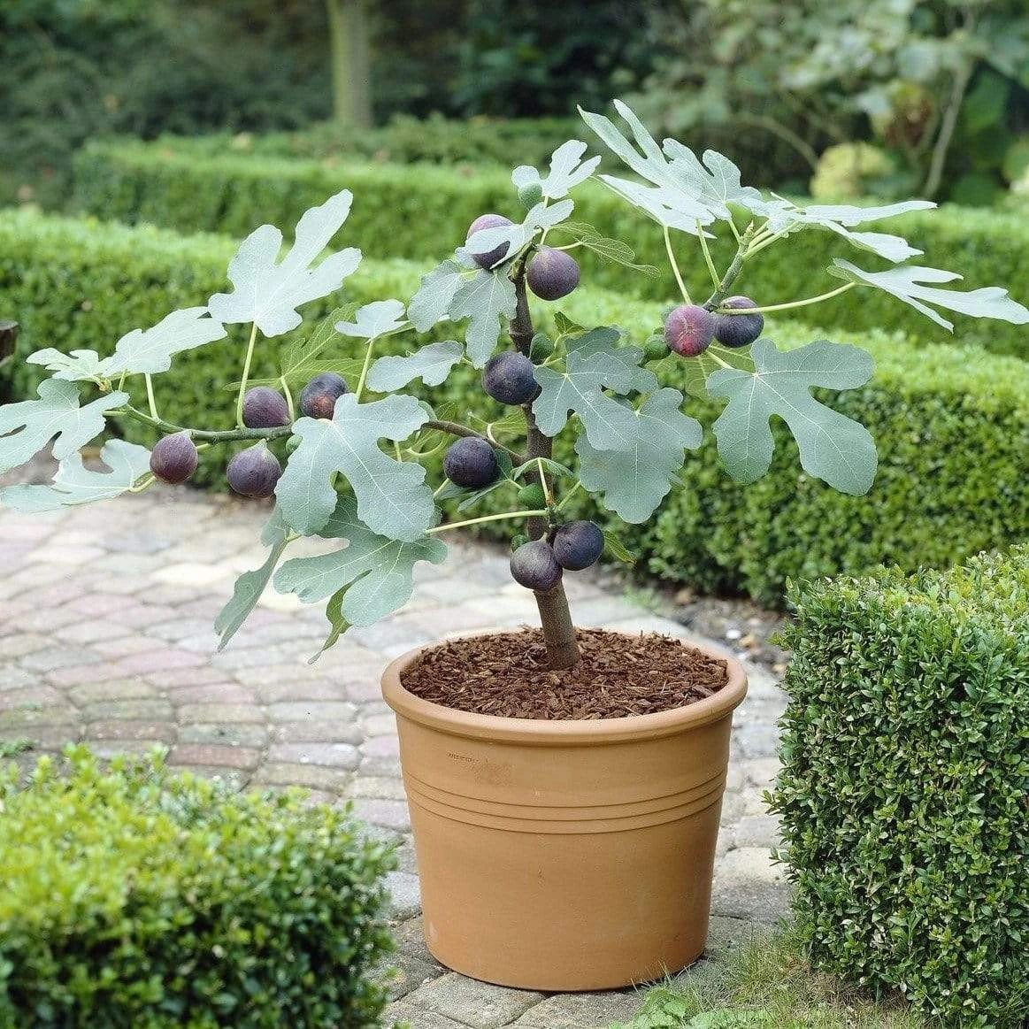 UK Hardy Fig Tree | 'Brown Turkey'