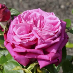 'Birthday Boy' Hybrid Tea Rose