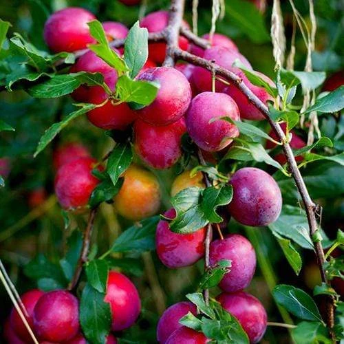 The 3 Top Performing Fruit Trees To Grow In The UK | Apple, Pear & Plum - Image 3
