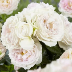 'Herkules' Shrub Rose