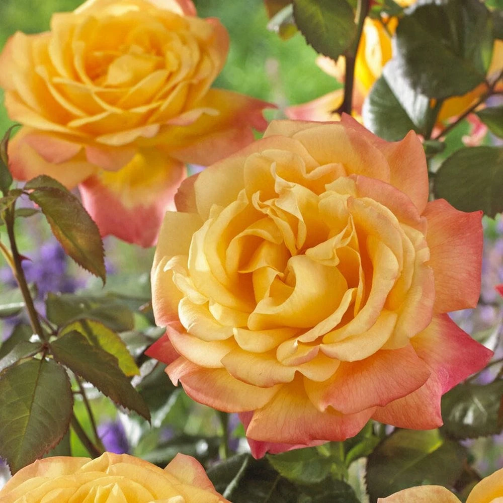 'Bright Smiles' Floribunda Rose