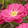 'A Rose For Heather' Climbing Rose