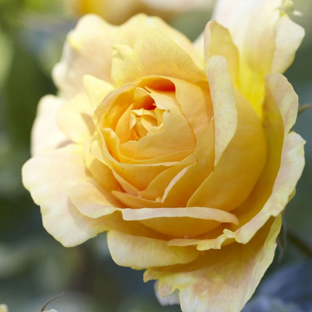 'Global Beauty (Candlelight)' Hybrid Tea Rose - Image 3