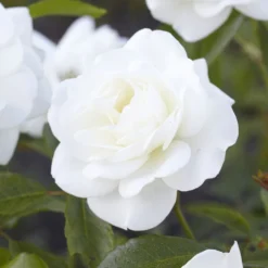 'Alaska' Climbing Rose