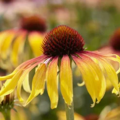 Echinacea 'SunSeekers Tequila Sunrise'