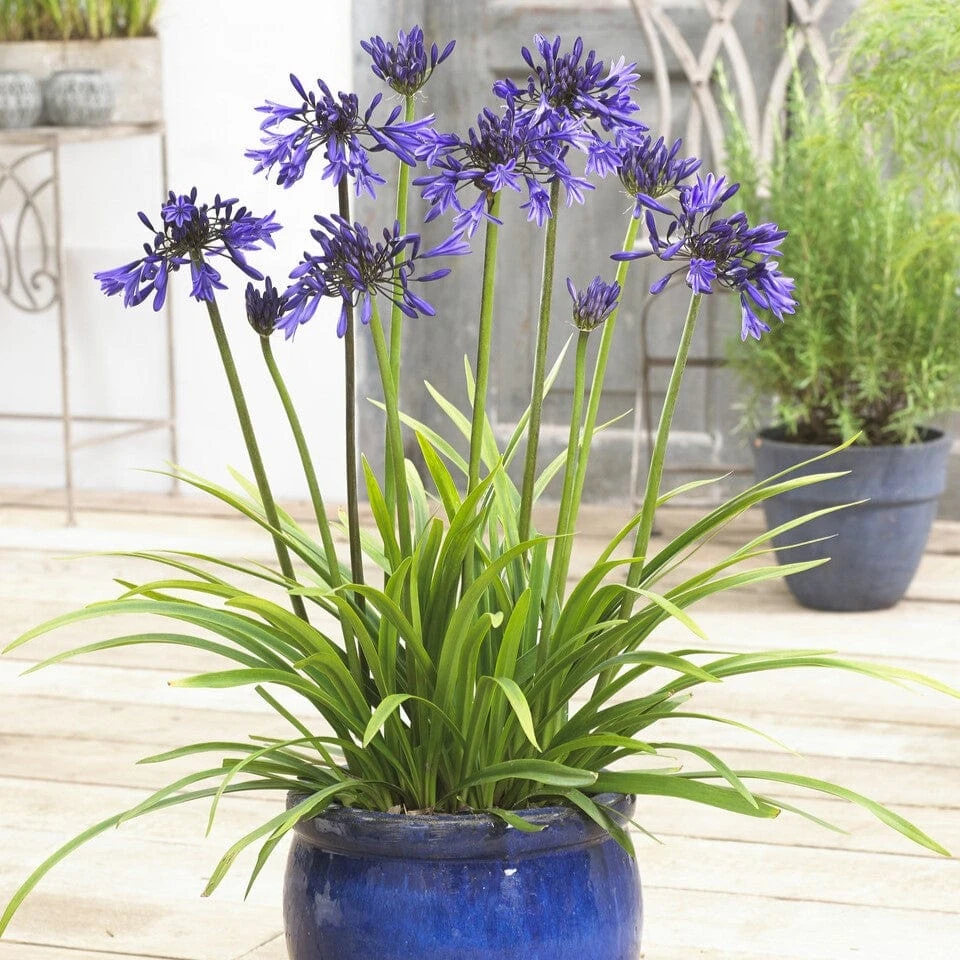 Agapanthus 'Star Quality' | 3L - Image 2