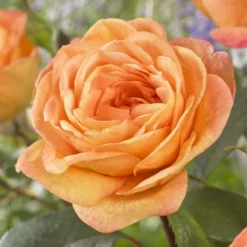 'Better Times ' Hybrid Tea Rose