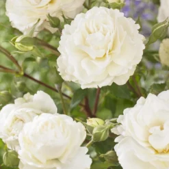 'Pearl Celebration' Hybrid Tea Rose