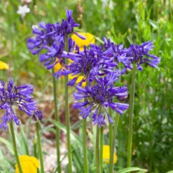 Agapanthus 'Navy Blue' | 3L
