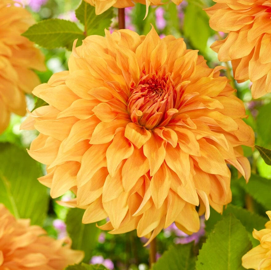 Dahlia Great Hercules
