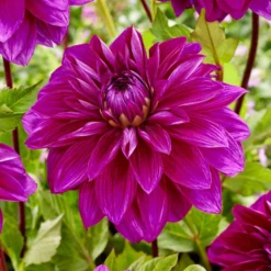 Dahlia 'Thomas Edison'