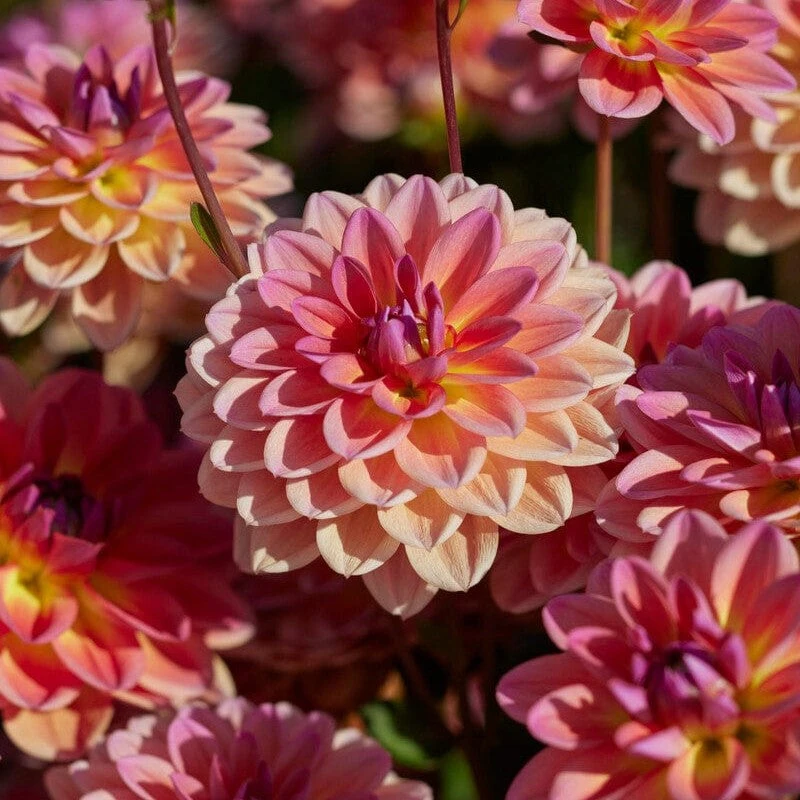 Dahlia 'Pacific View'