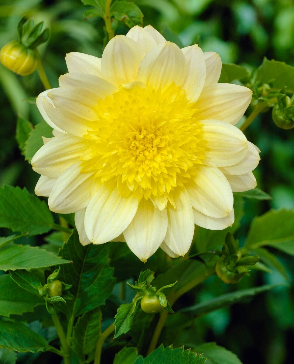 Dahlia 'Paso Doble' - Image 3