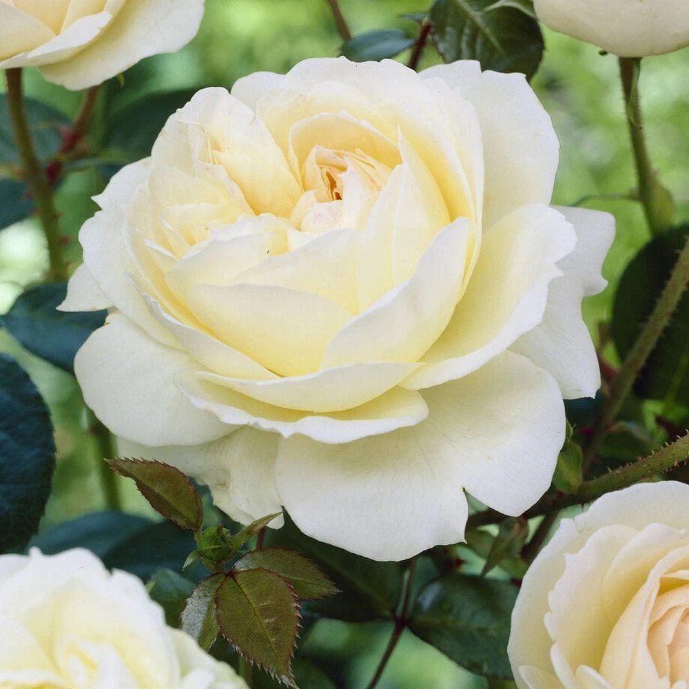 'Sirius' Bedding Rose - Image 3