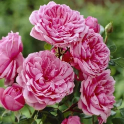 'Soul' Shrub Rose