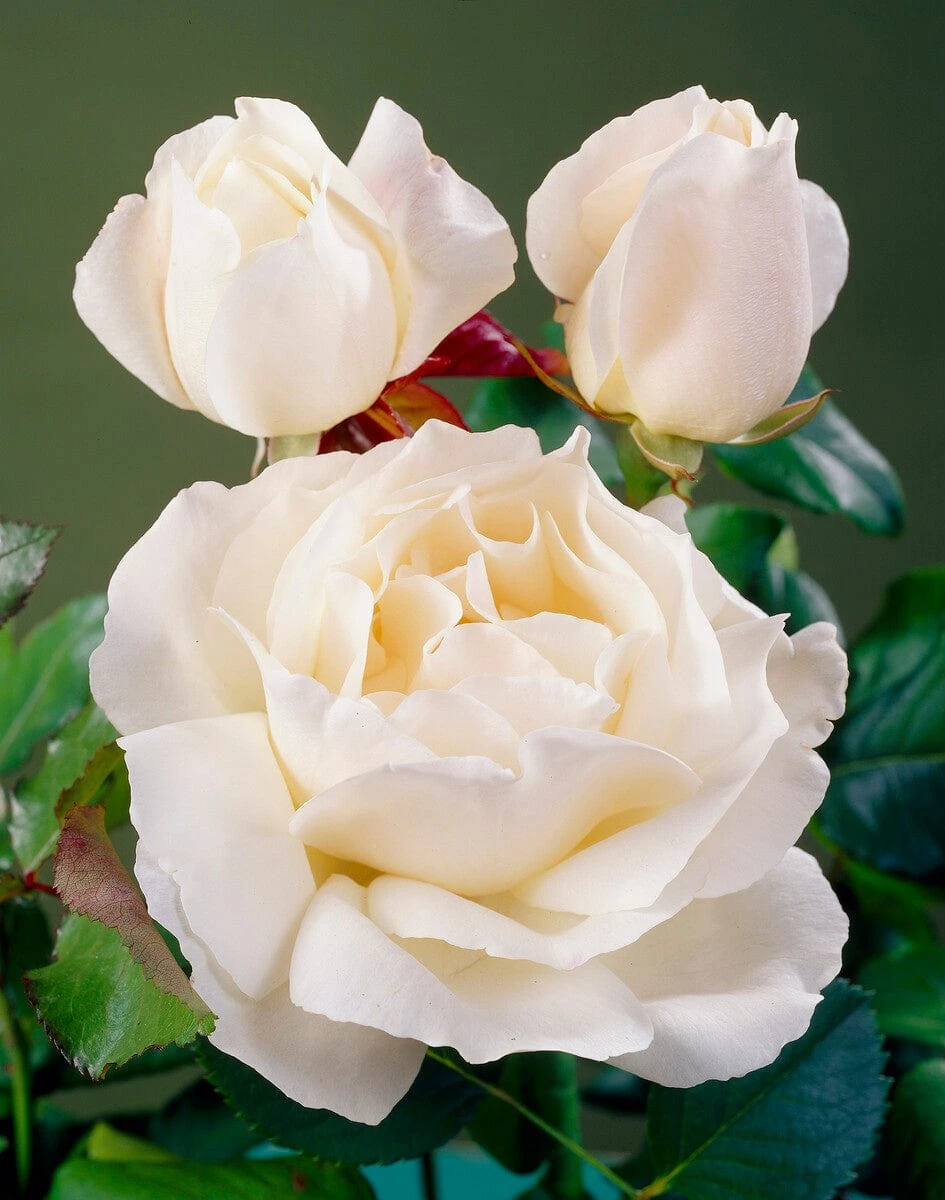 'Patio Hit Georgia' Patio Shrub Rose - Image 3